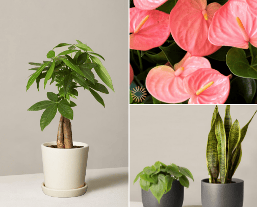 Indoor floowering plants | Beautiest cover photo collage