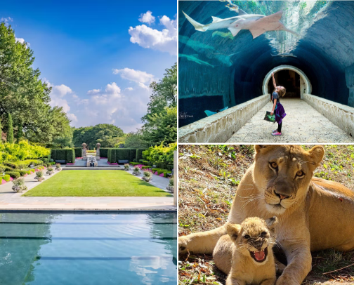 Best Places to Get Inspired as an Artist in Dallas cover photo collage