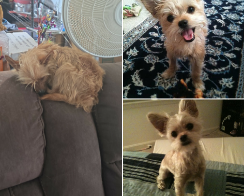 things for your pets cover photo collage