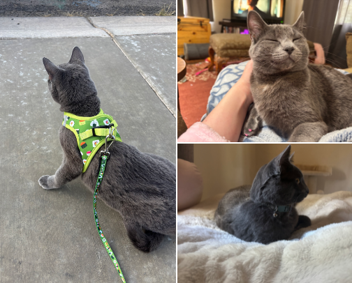 Cat Essentials cover photo collage