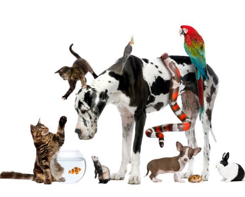 For the Love of Pets cover photo collage