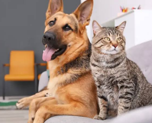 Never Lose Your Pet: The Ultimate Escape Prevention Kit cover photo collage