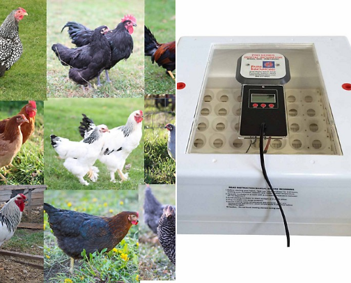 Spoiled chickens cover photo collage