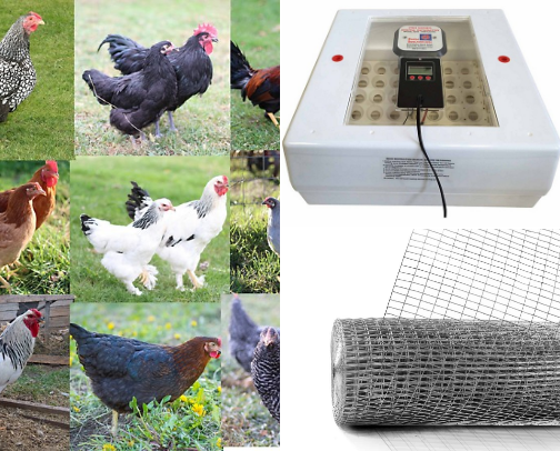 Spoiled chickens cover photo collage