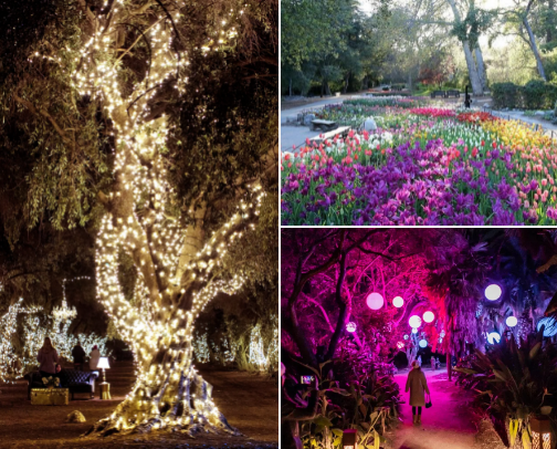 Go-To Christmas Lights in LA cover photo collage