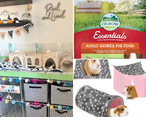 Everything you need to own guinea pigs! cover photo collage