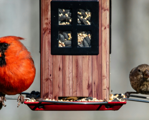 Backyard Birding: Essentials for Watching (and Attracting) Wild Birds cover photo collage