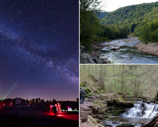 Into the Forest cover photo collage