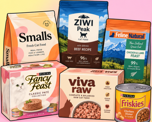How to feed our feline friends well! + the places to find them 🐈 cover photo collage