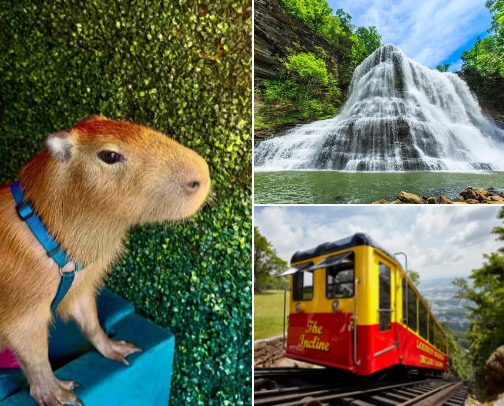 Fun things to do in Tennessee cover photo collage