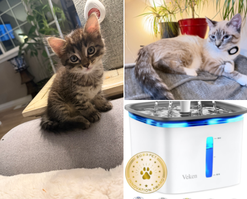 Stormy & Skye’s Cat Essentials—Tested & Approved 🐾 cover photo collage