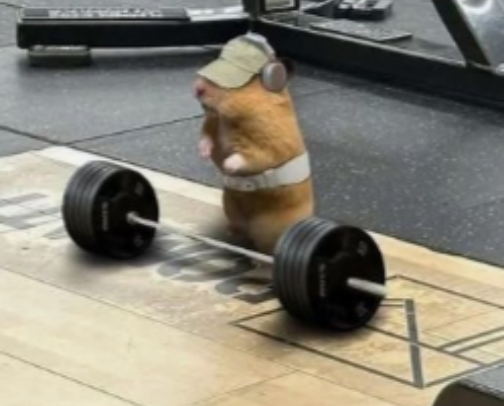 For GYM RATS cover photo collage