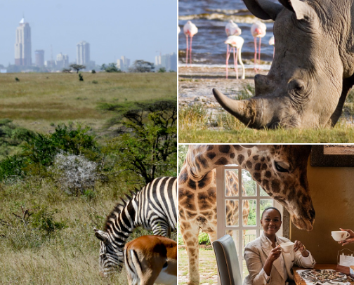 Into the Wild: Kenya’s Must-Visit Spots cover photo collage