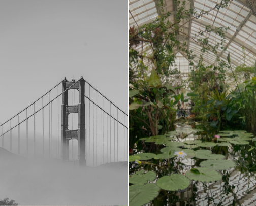 Activities: SF Edition cover photo collage