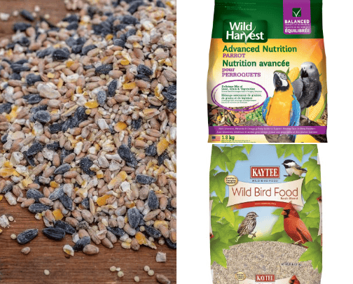 Food for birds cover photo collage