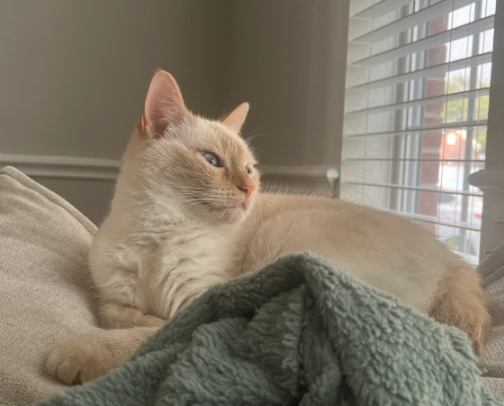 Senior Cat Essentials cover photo collage