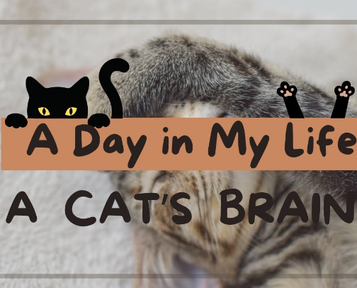 For the Love of Cats cover photo collage