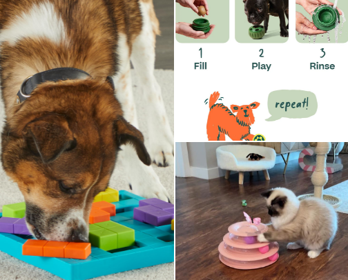 Perfect Gear for Happy Pets (and Owners!) cover photo collage