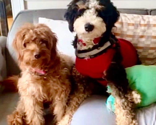 Treats Galore! cover photo collage