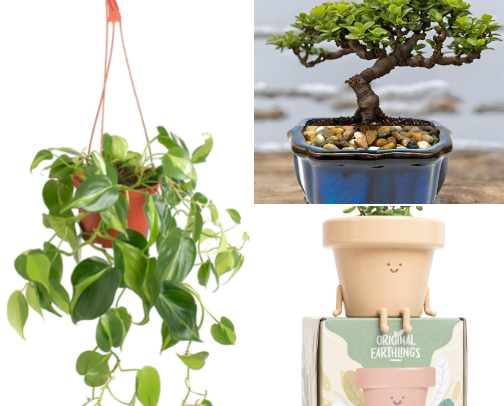 🌱plants cover photo collage