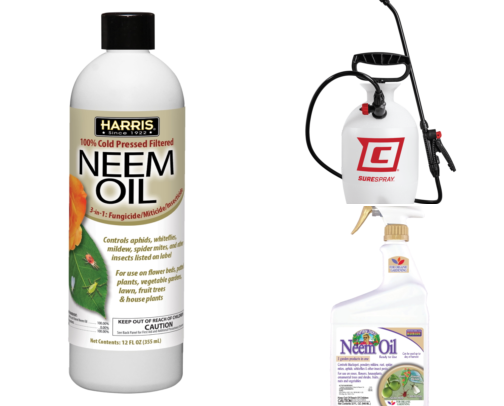 I Finally Found the Neem Oil Spray That Actually Killed My Aphids cover photo collage