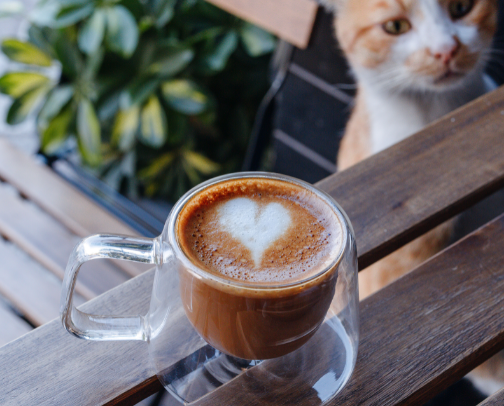 Seattle Eats for the Cozy Cat Mom — Restaurants & Cafes cover photo collage