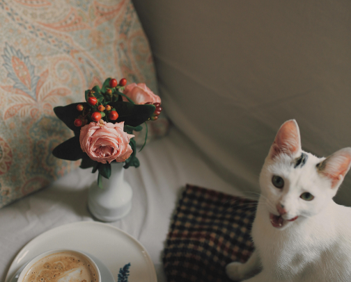 Free Cat Enrichment Ideas for Indoor Cat Moms 🐾 cover photo collage