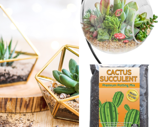 Terrarium & Succulent Garden Essentials: Top Amazon Picks for Central Florida cover photo collage