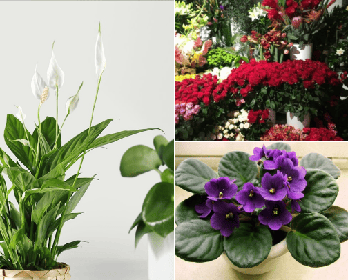Cvece cover photo collage