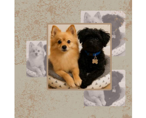 Pampered Pup Picks: Play, Eat, Sleep In Style cover photo collage