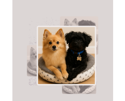 Pampered Pup Picks: Play, Eat, Sleep In Style cover photo collage