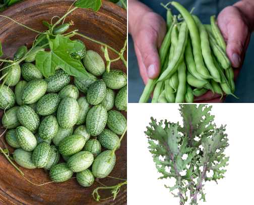 Small-space seeds cover photo collage