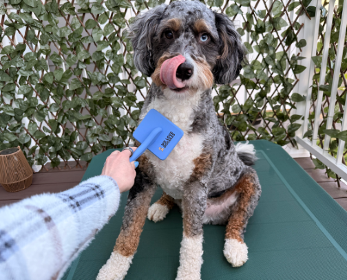 Dog Grooming at Home (What Actually Works for Thick Coats) cover photo collage
