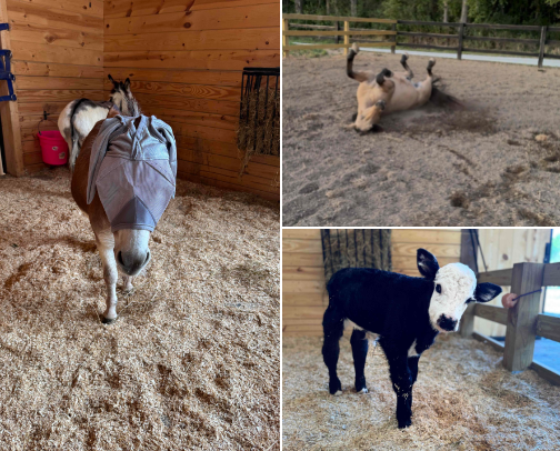 Farm Life Unfiltered 🐴🐮🐓 | Horses, Cows & Donkeys cover photo collage