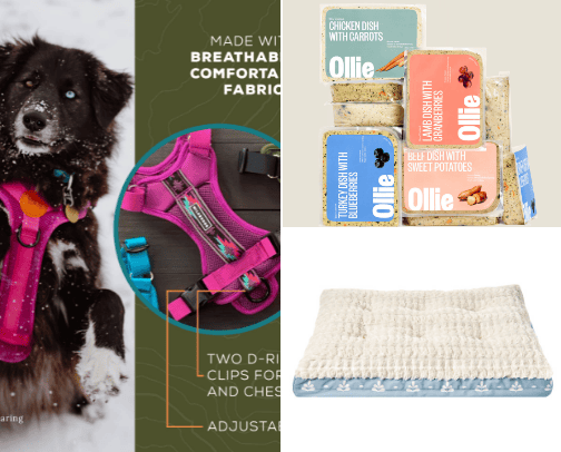 Life of a Goldendoodle cover photo collage