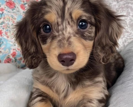 Dachshund Starter Kit on a Budget cover photo collage
