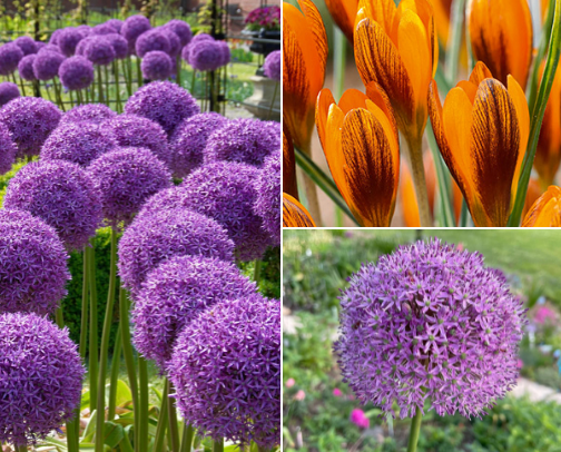What you'll find in my dream spring cottage garden! cover photo collage