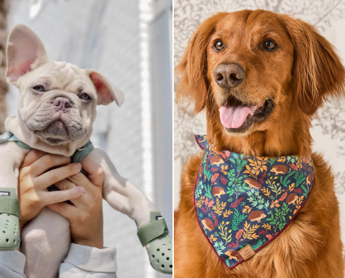 Essential items for man's best friend 🐾🐾 cover photo collage