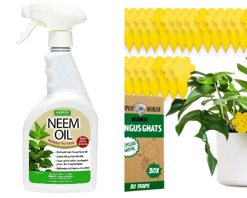 Plant mom recs cover photo collage