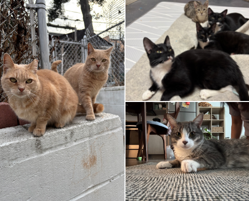 Cat stuff from THE cat expert for new cat owners cover photo collage