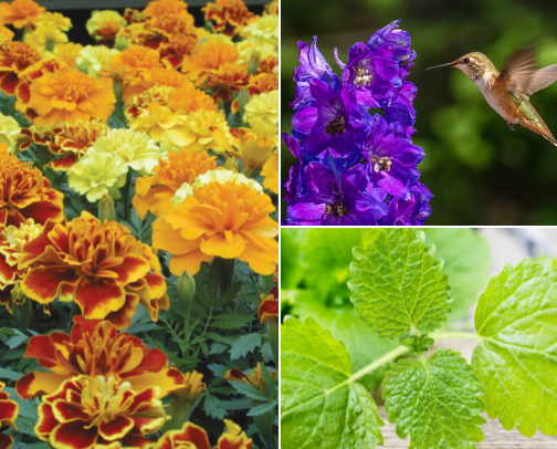 Easy Plants to Start from Seed cover photo collage