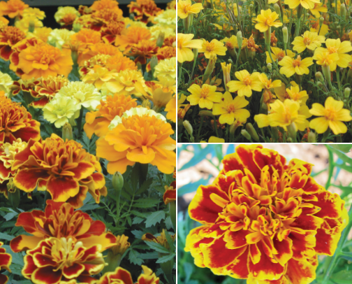 Easy Plants to Start from Seed cover photo collage