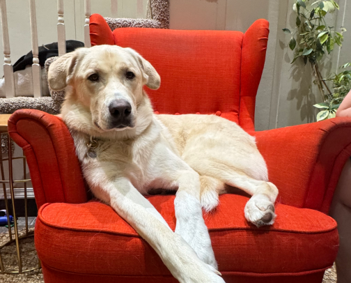 Rescue Dog’s Recommends cover photo collage