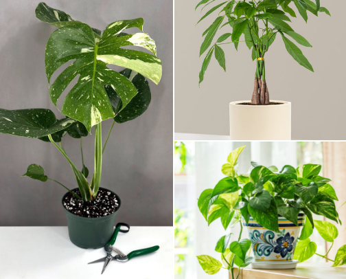 Plant Life cover photo collage