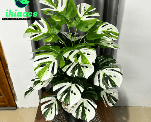 Beautiful flower for your beautiful decoration cover photo collage