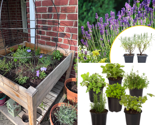 How to: a french-inspired herb garden cover photo collage