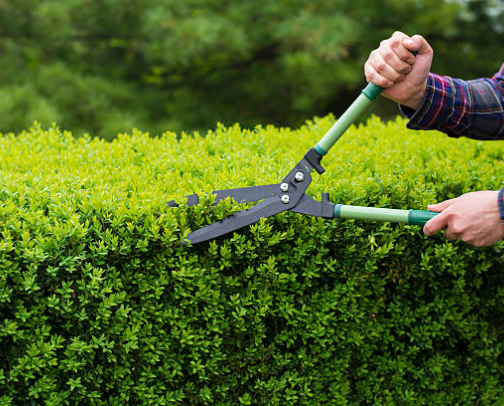 How to keep your yard from becoming a jungle cover photo collage