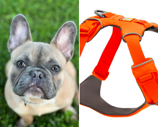 Frankie the Frenchie cover photo collage