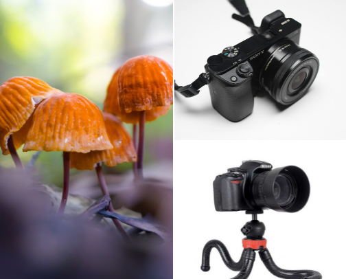 Best Budget Macro Photography Setup for Beginners | Affordable Macro Gear Guide cover photo collage
