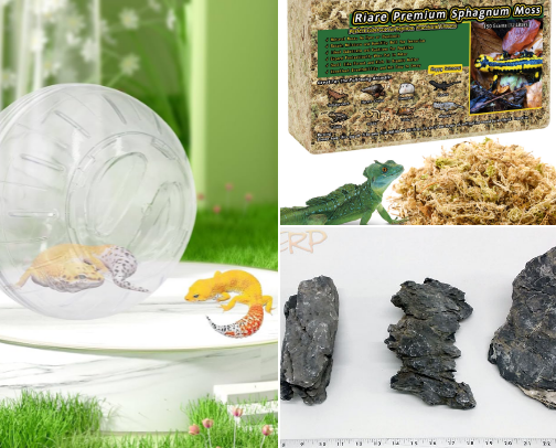 Mochi the Lizard Terrarium cover photo collage
